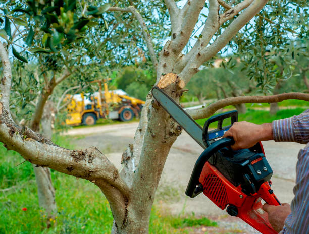 Best Stump Grinding Near Me  in Mount Kisco, NY